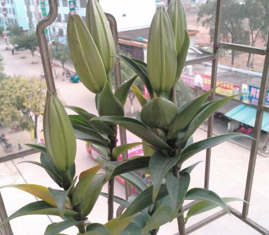 百合花葉子發(fā)黃怎么辦，教你五種方法讓它恢復生機