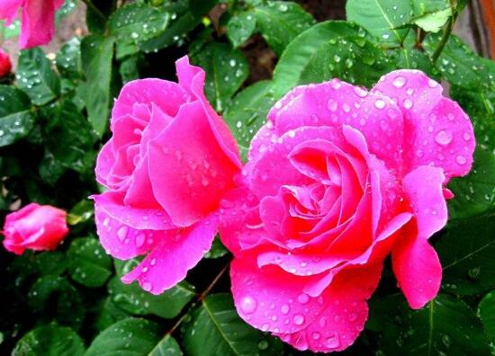 月季花花期是什么時(shí)候，月季花什么時(shí)候開花