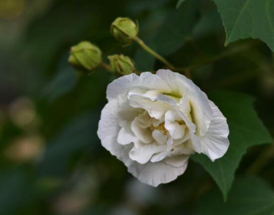 芙蓉花的花語和傳說，代表著脫俗持久、高潔之士、纖細之美