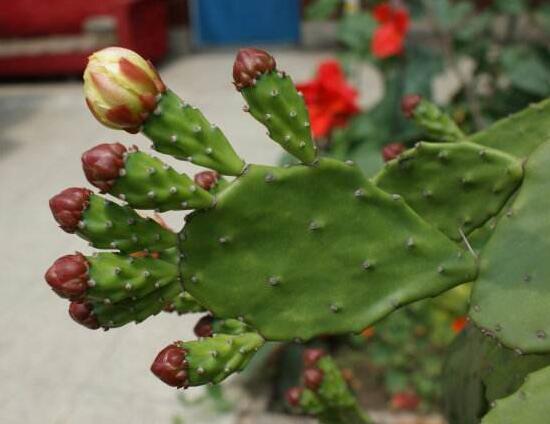 仙人掌的花語是什么，仙人掌開花的寓意象征著奇跡希望