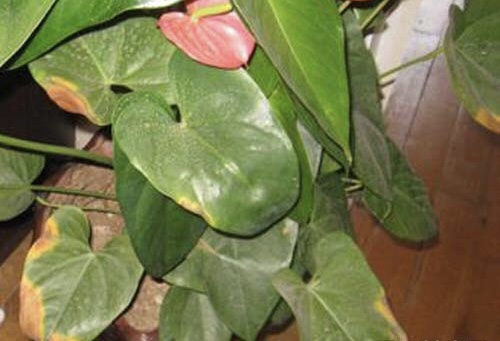 紅掌葉片變褐壞死怎么辦，兩種防治方法保你紅掌綠油油