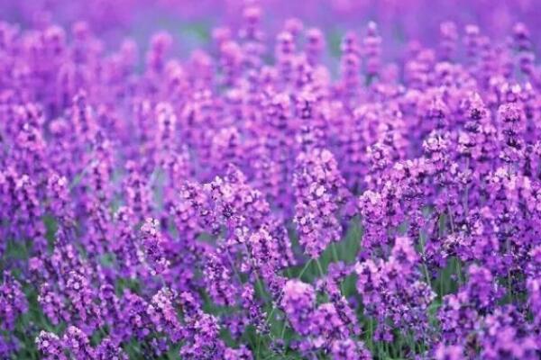 薰衣草花語是什么意思，等待愛情