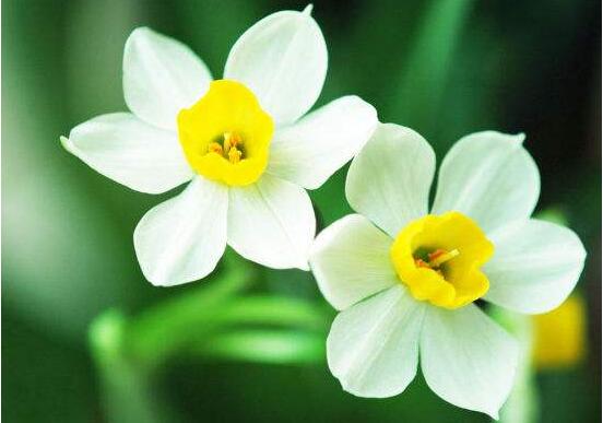 水仙花怎么養(yǎng)，水仙花養(yǎng)殖方法