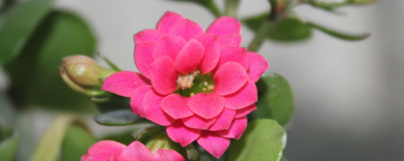 長(zhǎng)壽花剪枝能插活嗎
