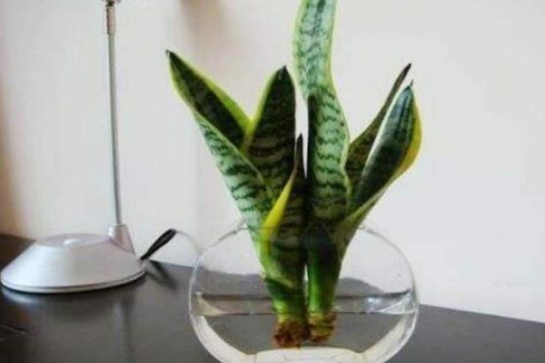 水培虎皮蘭怎么過冬，虎皮蘭安全越冬5大要點(diǎn)