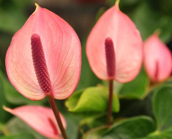 粉色馬蹄蓮花語(yǔ)是什么，代表著愛你一生一世