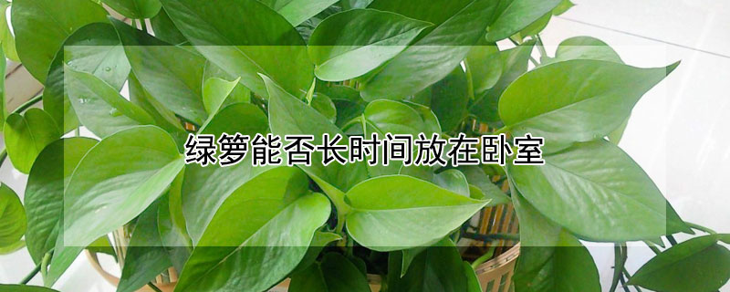 綠籮能否長(zhǎng)時(shí)間放在臥室