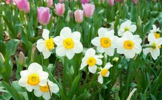 水仙花什么時候開花，水仙花花期在冬季