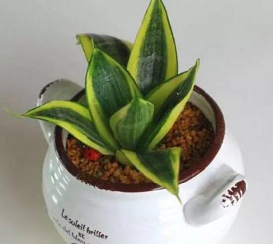 虎皮蘭什么時(shí)候開花，虎皮蘭開花有什么兆頭
