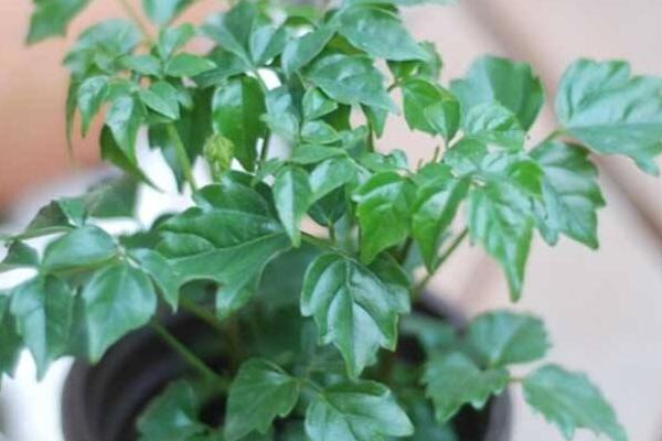幸福樹葉尖發(fā)黑掉葉子，主要是這幾種原因造成的