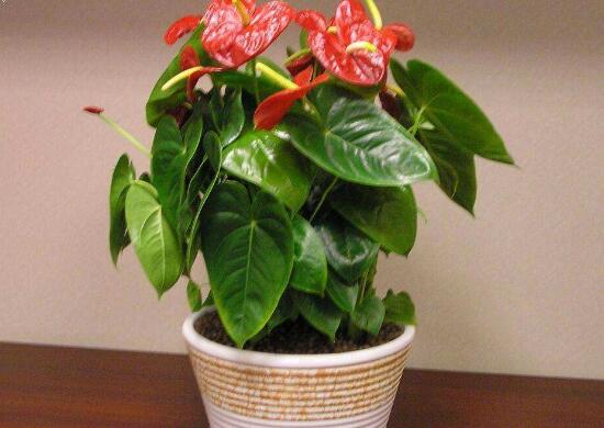 紅掌對(duì)人體有害嗎，家里有孕婦能養(yǎng)紅掌嗎