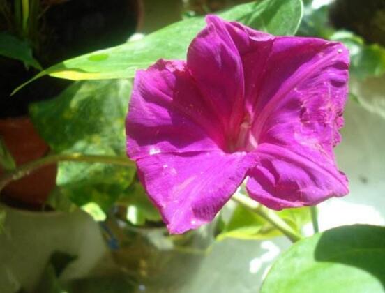 牽牛花可以水培嗎，牽牛花水培方法