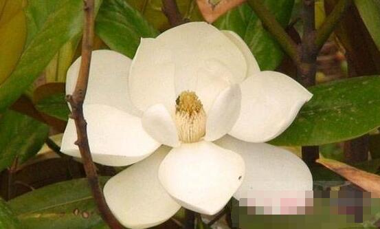 橡皮樹開花嗎，橡皮樹多久開花(一年兩次）
