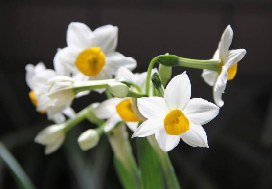 水仙花花語是什么，象征著純潔和吉祥