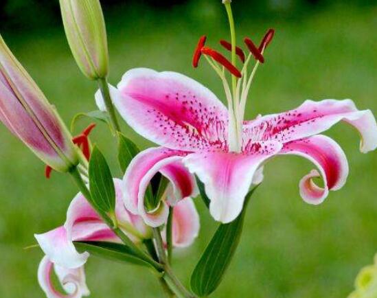 百合花花語，代表著純潔、熱烈的愛、永遠(yuǎn)的幸福