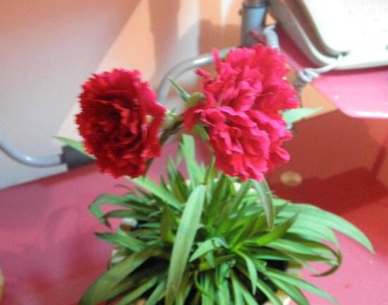 康乃馨什么時候開花，康乃馨的花期多長