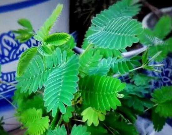 含羞草長什么樣子，含羞草的特點是什么