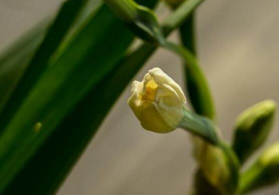 水仙花有毒嗎，有毒小心別當(dāng)菜吃