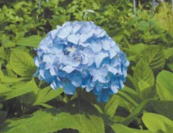 洋繡球花有毒嗎，誤食導(dǎo)致昏迷、抽搐現(xiàn)象