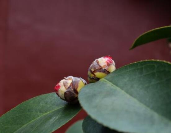 茶花有蕾不開花怎么辦，三種原因以及解決方法