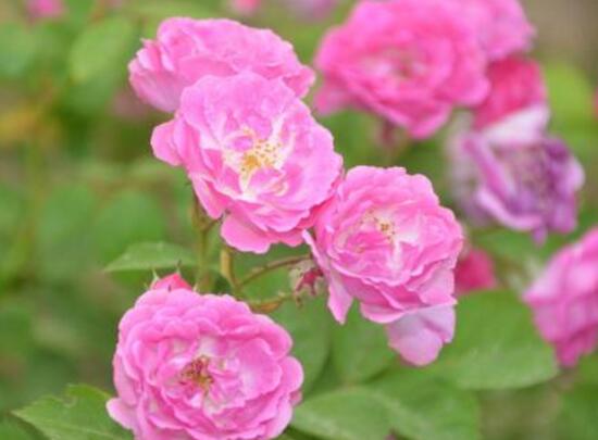 薔薇花葉子發(fā)黃怎么辦，薔薇花葉子發(fā)黃解決辦法