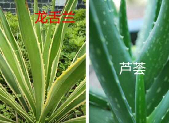怎樣分辨龍舌蘭和蘆薈，龍舌蘭和蘆薈的區(qū)別