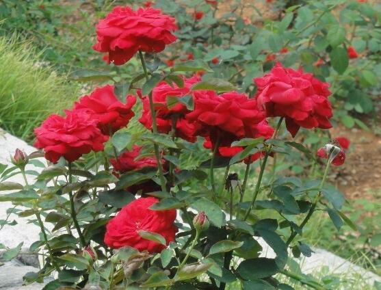 月季花冬季怎么施肥，三個(gè)簡(jiǎn)單方法便可安然過(guò)冬