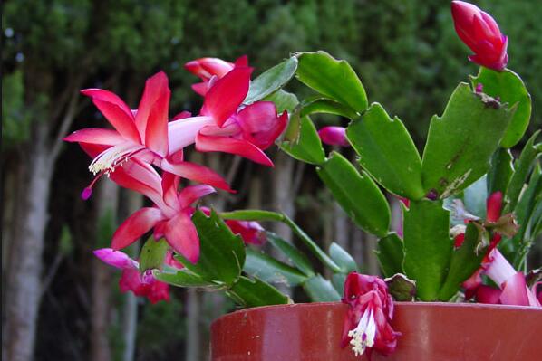 蟹爪蘭葉子發(fā)紅怎么辦，發(fā)紅原因以及處理方法