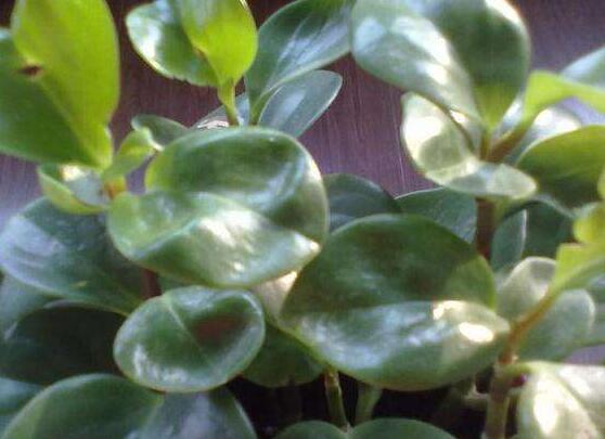 碧玉花有毒嗎，碧玉花可以養(yǎng)在室內(nèi)嗎