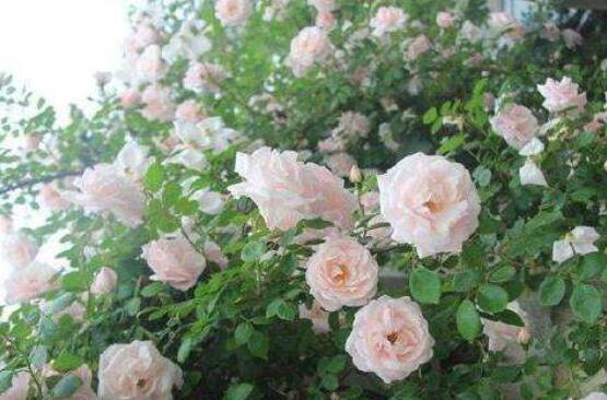薔薇花種子種植方法，老農(nóng)總結(jié)最簡單實(shí)用五種要點(diǎn)
