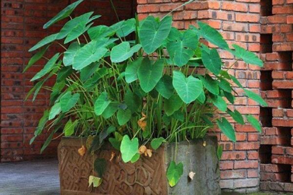 滴水觀音怎么養(yǎng)長(zhǎng)得粗壯，以下幾個(gè)方面需要主意好