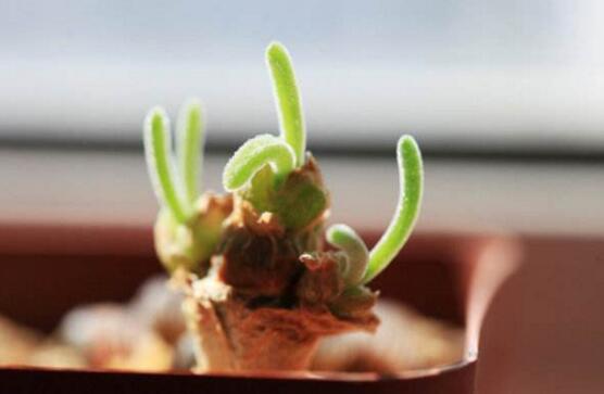 碧光環(huán)用什么樣的土，最好配制適合植物生長的透氣土壤