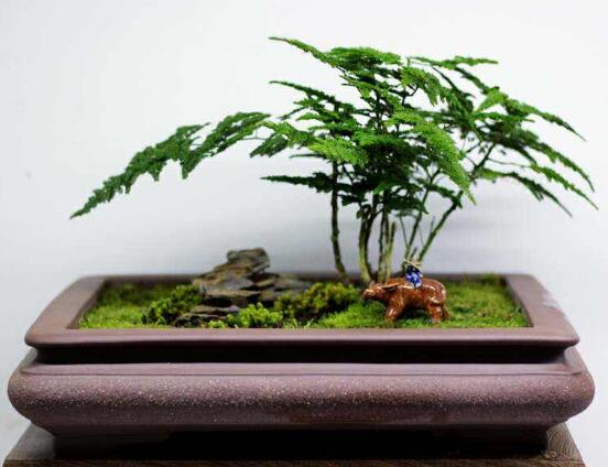 矮文竹怎樣養(yǎng)才能矮壯，五個(gè)小技巧使文竹一直低矮