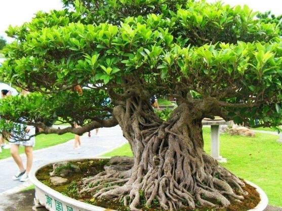 榕樹(shù)繁殖方法大全，教你四大繁殖方法(扦插/壓條/播種/嫁接)
