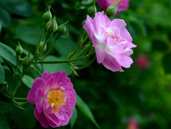 薔薇花怎么不開花，教你三種原因以及解決方法