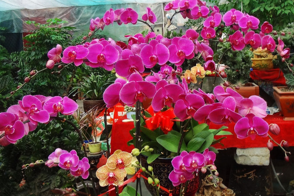 蝴蝶蘭小苗幾年能開(kāi)花