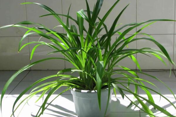 吊蘭開花嗎，它的花期在每年的5月