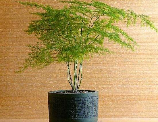 文竹病蟲害有哪些，文竹的病蟲害防治