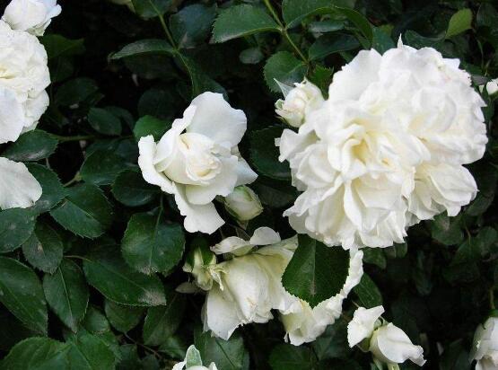 白色薔薇花,白色薔薇花特點