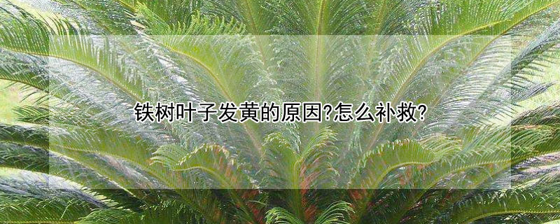 鐵樹(shù)葉子發(fā)黃的原因?怎么補(bǔ)救?