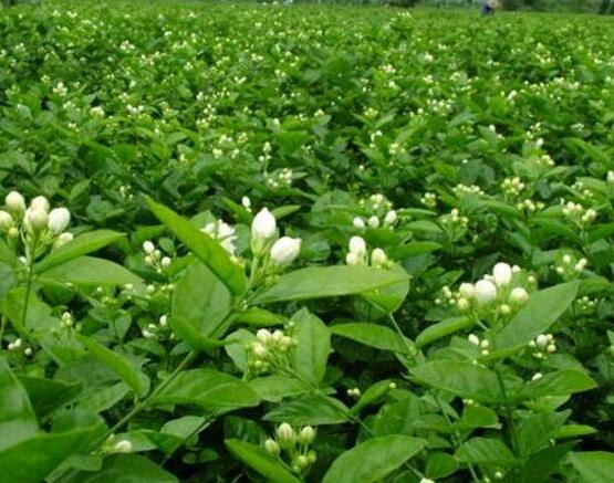 茉莉花怎么繁殖，茉莉花繁殖方法
