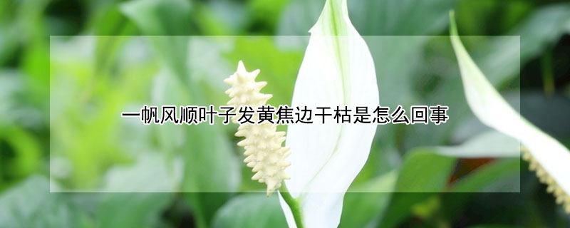 一帆風順葉子發(fā)黃焦邊干枯是怎么回事