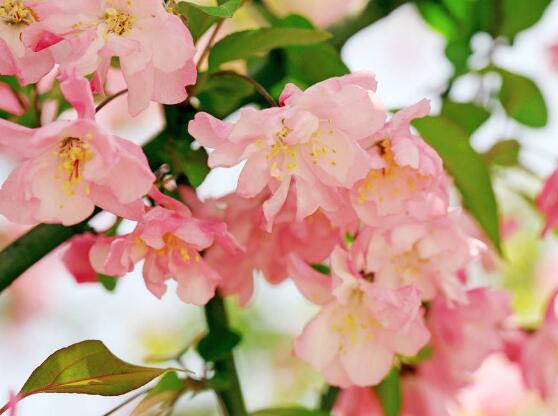 海棠花葉子發(fā)黃怎么辦，海棠花葉子發(fā)黃解決辦法