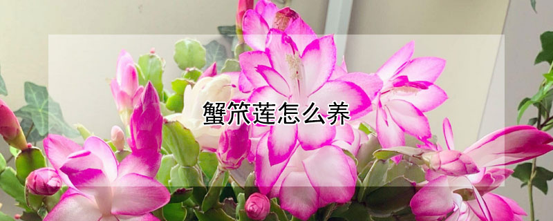 蟹笊蓮怎么養(yǎng)