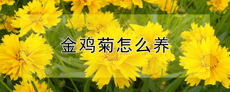 金雞菊怎么養(yǎng)