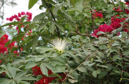 發(fā)財(cái)樹會(huì)開花嗎，發(fā)財(cái)樹開花什么寓意/發(fā)大財(cái)