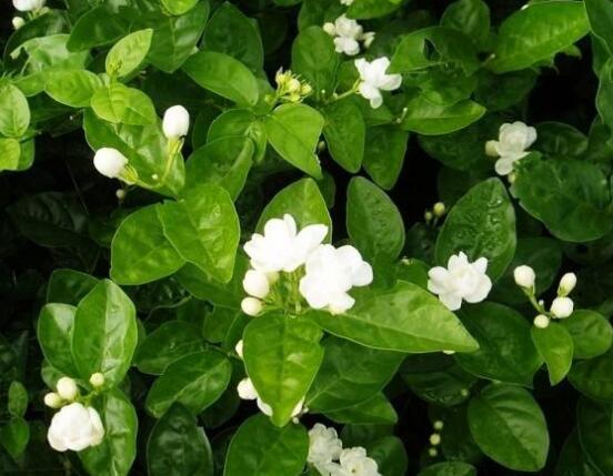 虎頭茉莉怎么修剪，三個(gè)簡(jiǎn)單方法便可美觀