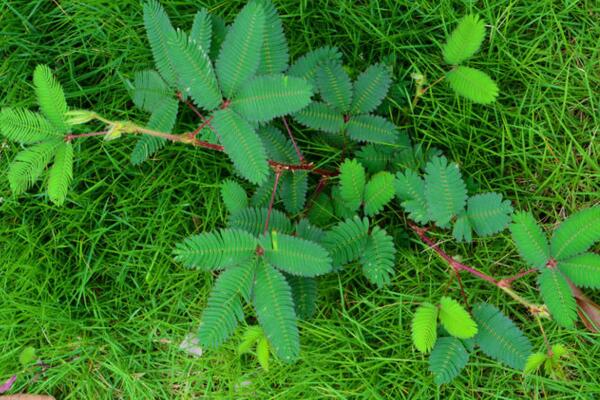 含羞草一直閉合不開，導(dǎo)致含羞草閉合的5種原因