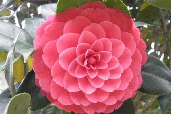 山茶花冬天養(yǎng)殖的禁忌，注意以下四個方面