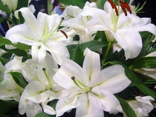 百合花可以水培嗎，水培百合花的養(yǎng)殖方法